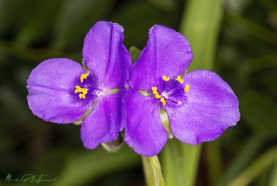 Spiderwort March 2025